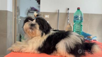 Shih Tzu o shitzu