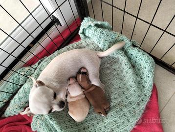 Cucciola di chihuahua