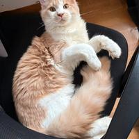 Gatto Maicoon per monta