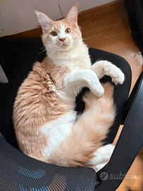 Gatto Maicoon per monta