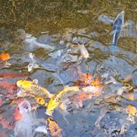 Carpe koi