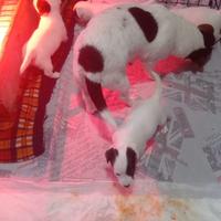 Cuccioli di jack Russell