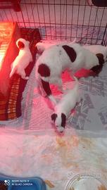 Cuccioli di jack Russell