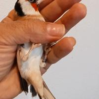 Cardellino maschio