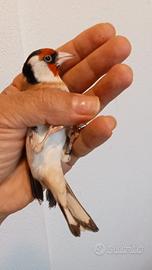 Cardellino maschio