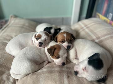 Cuccioli Jack Russell Terrier