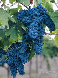 uva da vino