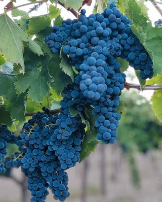 uva da vino