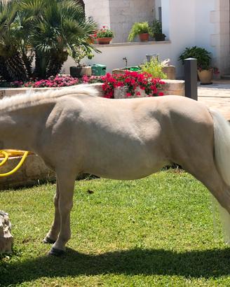 Pony shetland