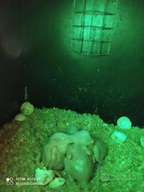 Parrocchetti dal collare prezzo 100