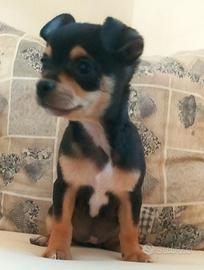 Pincher chihuahua