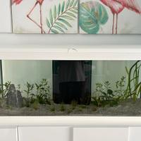 Acquario 100 lt