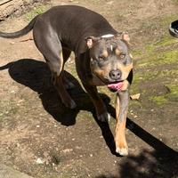 American pitbull tricolor