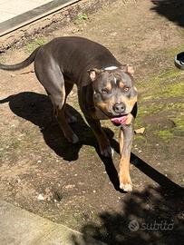 American pitbull tricolor