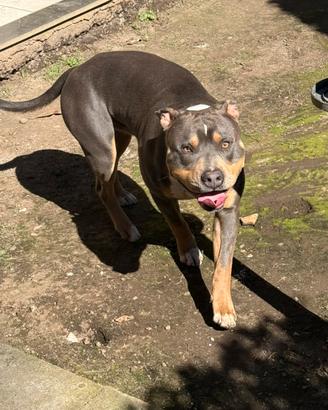 American pitbull tricolor