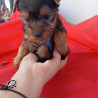 YorkShire Toy mini sta in mano