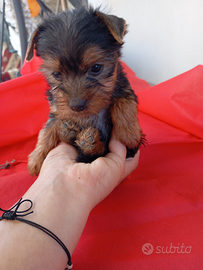 YorkShire Toy mini sta in mano