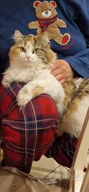 Gattina Ragdoll