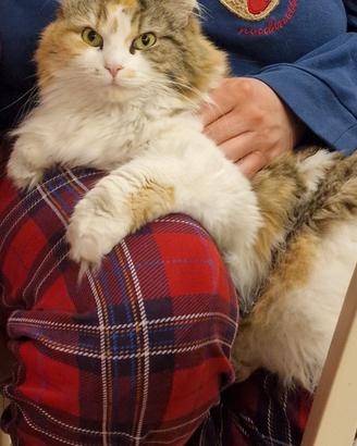 Gattina Ragdoll