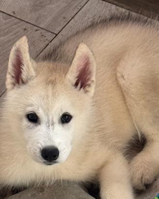 Siberian husky