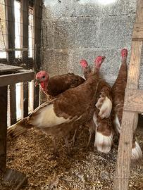 Tacchini rosso di borbone