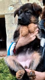 Cucciola femmina pastore tedesco