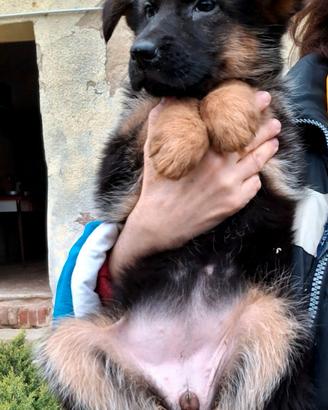 Cucciola femmina pastore tedesco