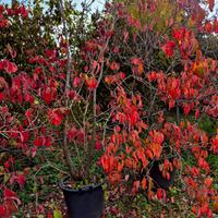 occasioni Cornus Canadensis per rinnovo vivaio