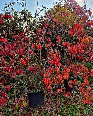 occasioni Cornus Canadensis per rinnovo vivaio