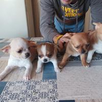 Chuhuahua