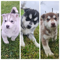 Cuccioli Siberian Husky