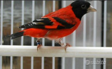 Cardinalini e canarini