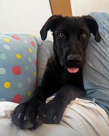 Labradro tipo dolce meticcio nero e bianco cane