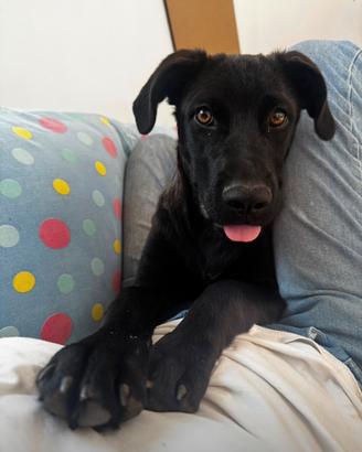 Labradro tipo dolce meticcio nero e bianco cane