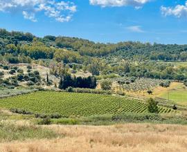 Azienda Vitivinicola in Sicilia