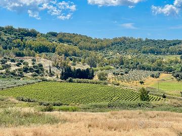 Azienda Vitivinicola in Sicilia