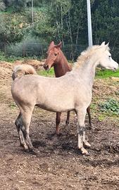 Cavallo Purosangue Arabo