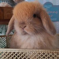 Minilop ariete nano in purezza