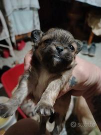 Cuccioli di chihuahua maschi a pelo lungo