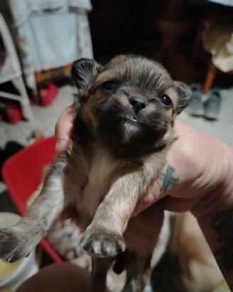 Cuccioli di chihuahua maschi a pelo lungo