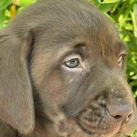 Cuccioli di Labrador chocolat