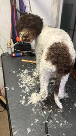 Cuccioli Lagotto romagnolo
