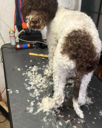 Cuccioli Lagotto romagnolo