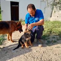 Cuccioli di pastore tedesco