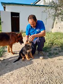 Cuccioli di pastore tedesco