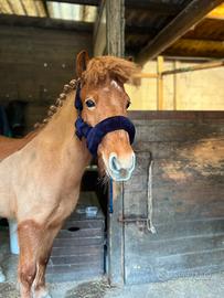 Pony