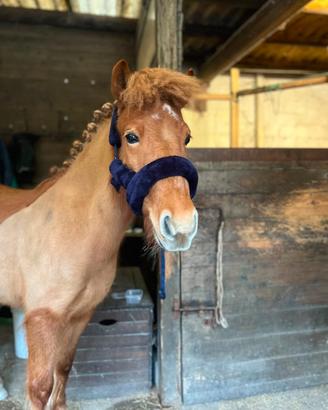 Pony
