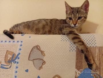 Trovatella in adozione