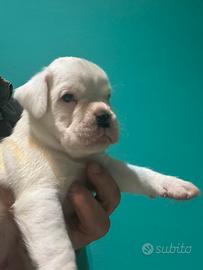 Boxer