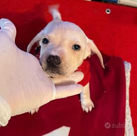 Cucciolo femmina occhi azzurri